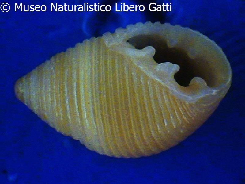 no photo for this shell